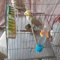 طوطی عروس نر و ماده
