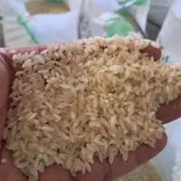 برنج لنجان اعلا کاشت امسال|خوردنی و آشامیدنی|اصفهان, بوستان زاینده رود|دیوار