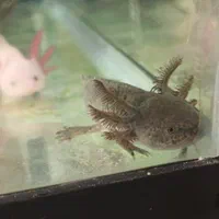 ماهی|ماهی|تهران, جردن|دیوار