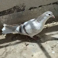 جوجه ماده دمگیر نقره ای پاک.