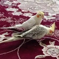 جفت مولد عروس هلندی کارداده سخنگو جون سالم