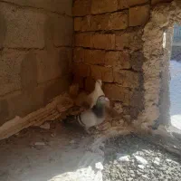 کفتر آلمانی|پرنده|مشهد, شهرک بهارستان|دیوار