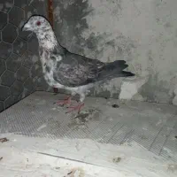 سینه سفیدنر