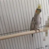 عروس هلندی آهوی