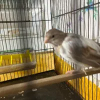 قناری ماده|پرنده|قدس, شهر‌قدس|دیوار