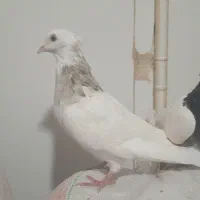 طوقی صرب کفتر سینه کله نقش رنگی|پرنده|خانمیرزا, |دیوار