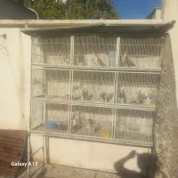 قفس ۹تا تایی با کفی متحرک|لوازم جانبی حیوانات|شیراز, تندگویان|دیوار