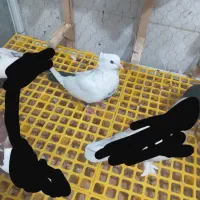 کفترزاغ دمی طوفی