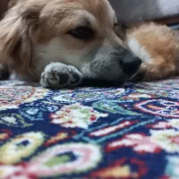 حیوان خانگی|سگ|فردیس, شهرک شهید حسینی|دیوار