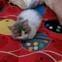 واگذاری گربه|گربه|ساری, |دیوار