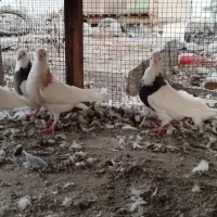 فروش جوجه کفتر طوقی|پرنده|قلعه قاضی, |دیوار