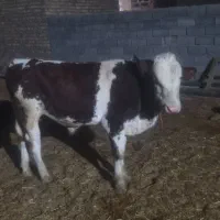 جوانه|حیوانات مزرعه|سبزوار, کهنه آب|دیوار