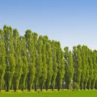 تولید نهال غیر مثمر سپیدار