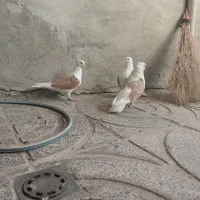دو کت مهر