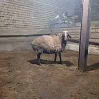 بره نر|حیوانات مزرعه|صحنه, |دیوار