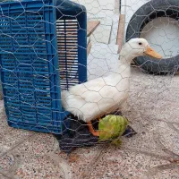 اردک بزرگ