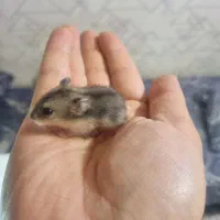 همستر نژاد دار و باهوش