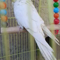 جفت عروس هلندی مولد با قفس و وسایل|پرنده|کازرون, |دیوار