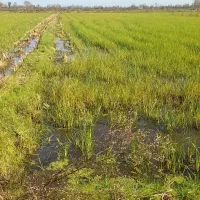 فروش زمین زراعی ۲۸۰۰متری لنگرود روستای ارباستان|فروش زمین و ملک کلنگی|رودبنه, |دیوار