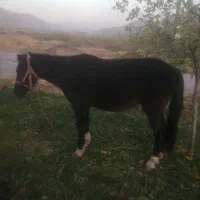 فروش اسب و کره اسب