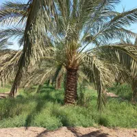 کارگر باغ کشاورزی
