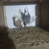 ای جفت کفتر