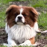 سگ گم شده. به یابنده مژدگانی داده میشه