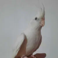 عروس هلندی البینو نر وماده