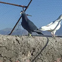 نر سوراخ کفتر