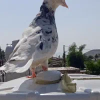 یکت طوقی هف رنگ
