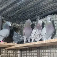 کفتر تهرانی پرش سنگین