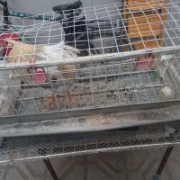 قفس مرغ|حیوانات مزرعه|مشهد, شهید قربانی|دیوار