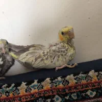 جوجه عروس هلندی|پرنده|مشهد, شهید شهریاری|دیوار