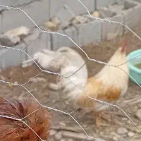 خروس
