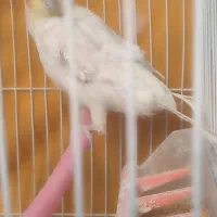 عروس هلندی نر