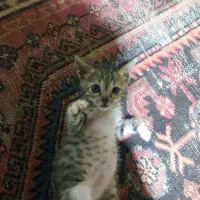 واگذاری گربه رایگان