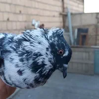سینه سیاه ماده کاکلی / جوانه سوسکی فر کاکلی|پرنده|مشهد, میعاد (شهرک غرب)|دیوار