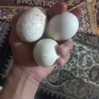 تخم  بقلمون