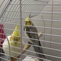 جفت عروس هلندی سخنگو و تخم گذار