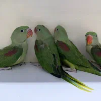 جوجه شاه طوطی و ملنگو اصیل تهران