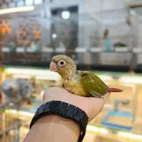 جوجه گیرینچیک سرلاکی