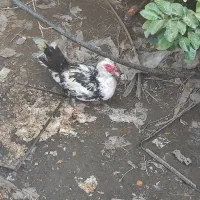 اردک و غاز|حیوانات مزرعه|ایرانشهر, |دیوار