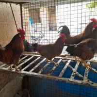 خروس رسمی|حیوانات مزرعه|پاکدشت, پارچین|دیوار