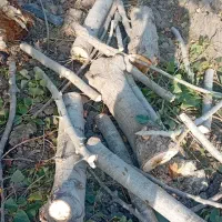 خریدانواع چوب باغی وارس باغ بابالاترین قیمت|خدمات باغبانی و درختکاری|گنبد کاووس, |دیوار