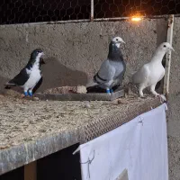 کفتر یا کبوتر