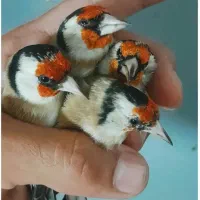 سهره|پرنده|ملکشاهی, |دیوار