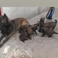 سگ مالینیوز ماده اصیل