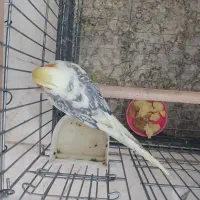 جوجه عروس هلندی خوشگل و زیبا|پرنده|شهریار, شهریار|دیوار