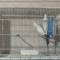 یک جفت عروس هلندی آلبینو و وایت فیس|پرنده|قم, ناصردیوان|دیوار