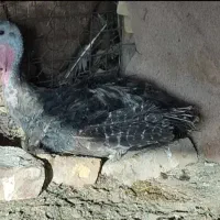 بوقلمون برنز